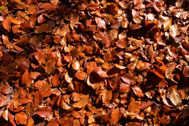 istock Autumn leaf litter in top view 1356981603