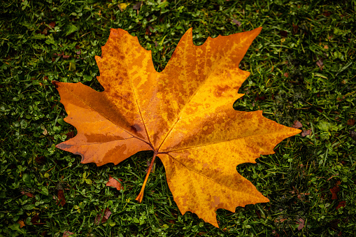 Overhead view of an autumn colored leaf on green grass