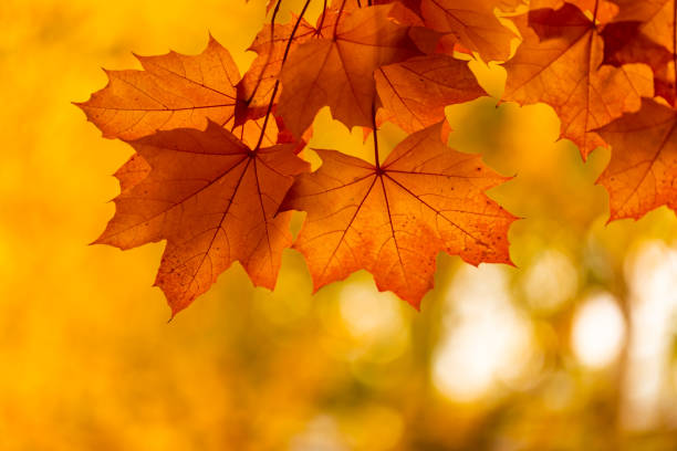 istock Autumn colored leaves with out-of-focus background 1356981613