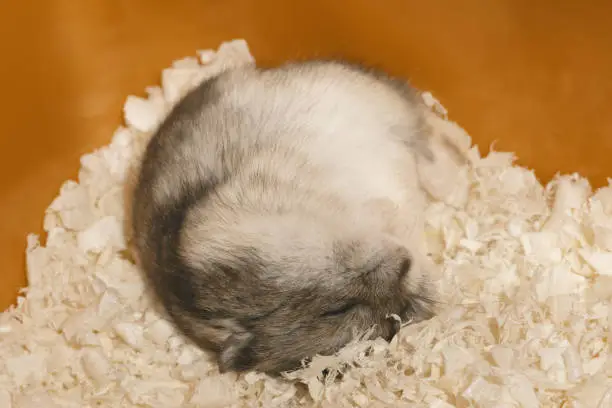 Cute hamster is sleeping on wood shavings in cage.