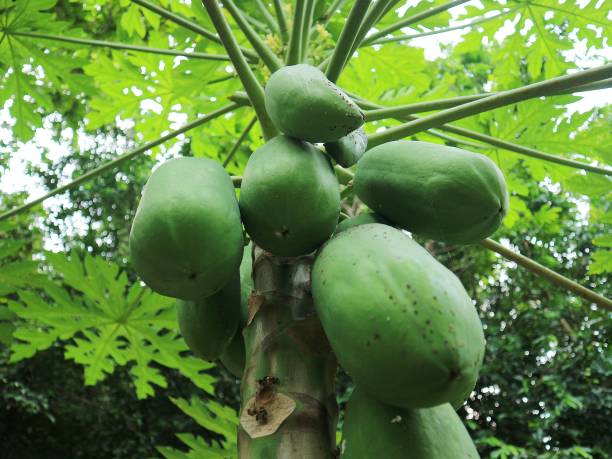 istock Papaya fruit ready to be harvested 1356981992