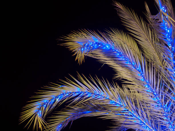 istock Date palm decorated with blue lights for Christmas 1356983193