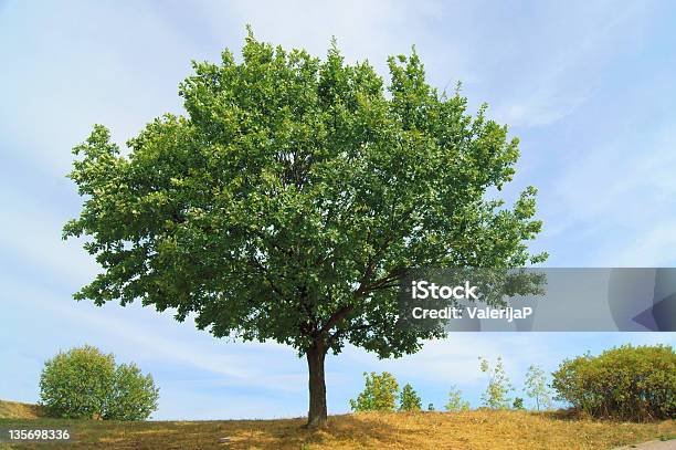 Photo libre de droit de Solitaire Oak banque d'images et plus d'images libres de droit de Arbre - Arbre, Bordé d'arbres, Champ