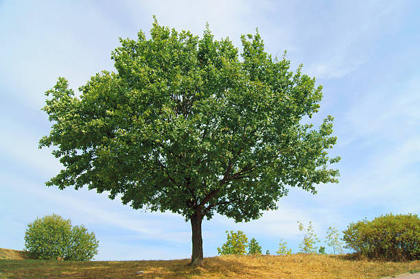 solitario oak - oak tree treelined tree single object foto e immagini stock