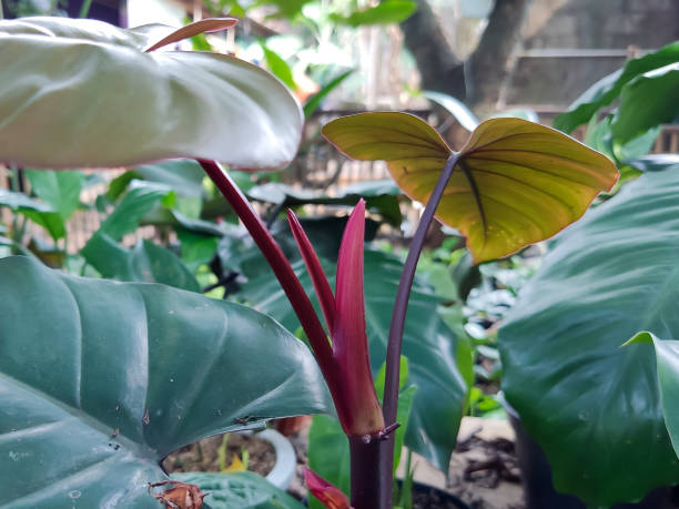 istock selective focus of philodendron plant stem 1356983506