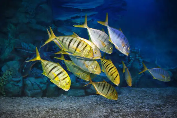 Golden trevally Gnathanodon speciosus, also known as the golden kingfish.