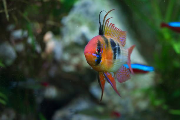 istock blue ram, Mikrogeophagus ramirezi or German blue ram 1356984528