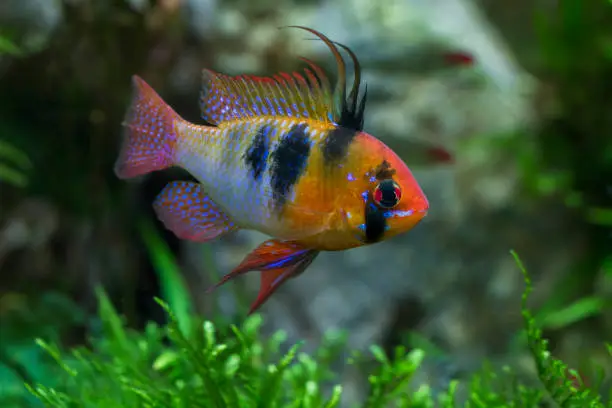 blue ram, Mikrogeophagus ramirezi or German blue ram, Asian ram, butterfly cichlid, Ramirez's dwarf cichlid, dwarf butterfly