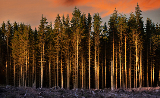 Wall of pine tree at the edge of a deforestation area, sunset,