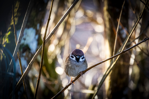 Eurasian tree sparrow bird  intensly looking at photographer