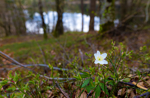 Wood anemone in front of a lake , close up. lonely in the big forest