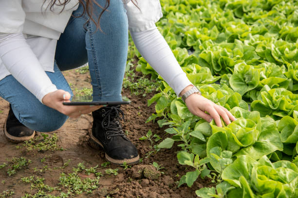 istock Field of green salad 1356985049