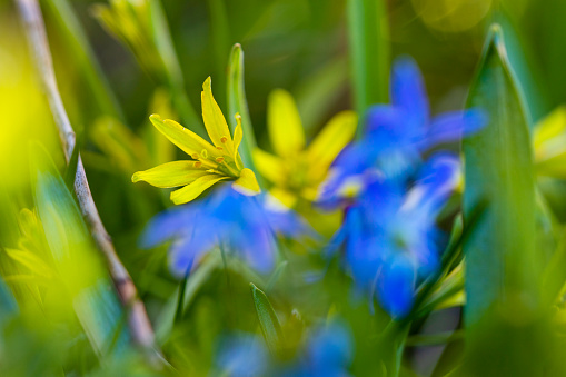 Scilla flower and spring onion flower in a artsy image with bokeh background