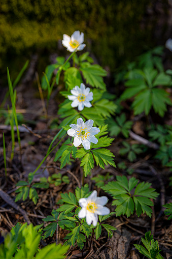 Wood anemone in front of a lake , close up. lonely in the big forest