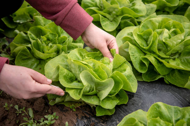 campo de ensalada verde - leaf vegetable salad child spring fotografías e imágenes de stock