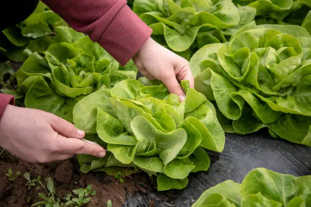Cutting lettuce and preparing for sale.