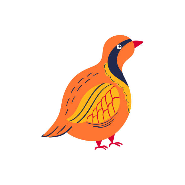 ilustrações de stock, clip art, desenhos animados e ícones de partridge vector illustration. hand-drawn stylized ground bird - 12 18 months