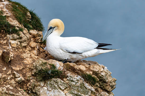 gannet do norte, morus bassanus, adormecido empoleirado em penhascos - gannet - fotografias e filmes do acervo