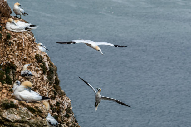 gannet do norte, morus bassanus, empoleirado em penhascos - gannet - fotografias e filmes do acervo