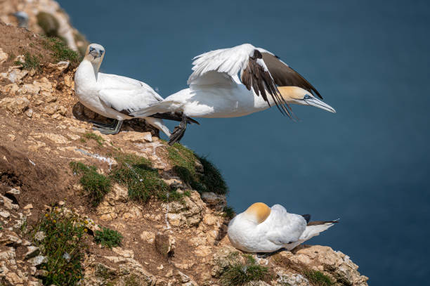 gannet do norte, morus bassanus, empoleirado em penhascos - gannet - fotografias e filmes do acervo