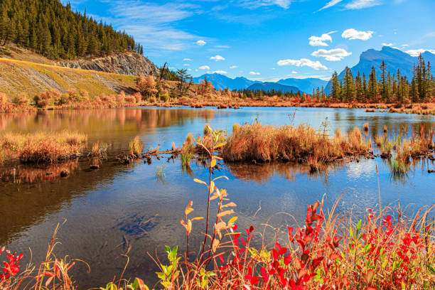 istock Magnificent golden autumn 1356987909