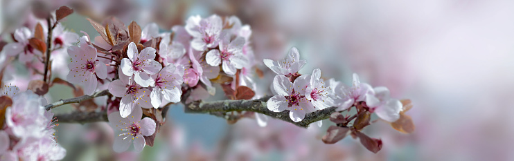 closeup  on flowers of an ornamental prunus tree  blooming in spring on blur lights background