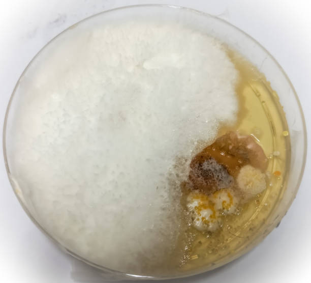 istock Fungus culture, Trichophyton spp, on Sabouraud dextrose agar (SDA) 1356989035