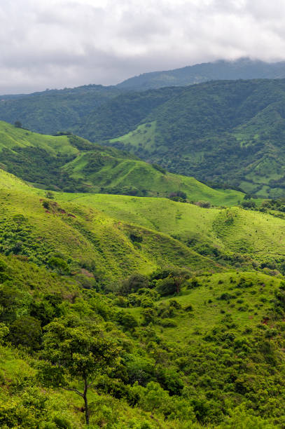 istock Monteverde Cloud Forest, Costa Rica 1356990372