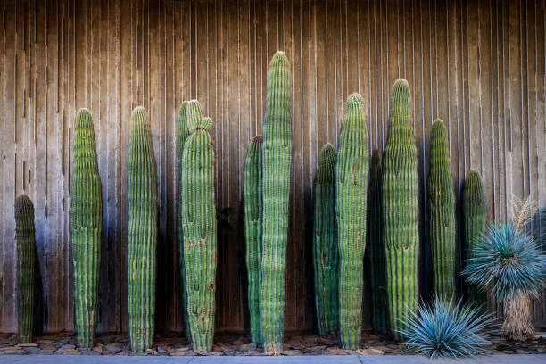Group of saguaro cacti (Carnegiea gigantea) and yucca in a garden in Arizona.