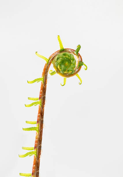 deer fern fiddlehead in front of off white background. - fern spiral frond green imagens e fotografias de stock