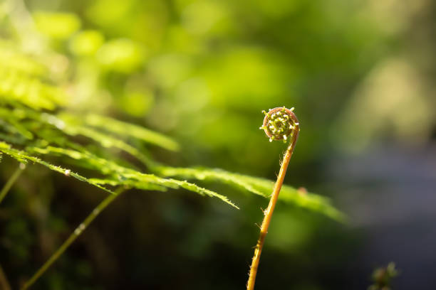 Beautiful fern fiddlehead looking like a rolled up caterpillar. Selective focus with defocused and abstract foliage and sunlight from the left.