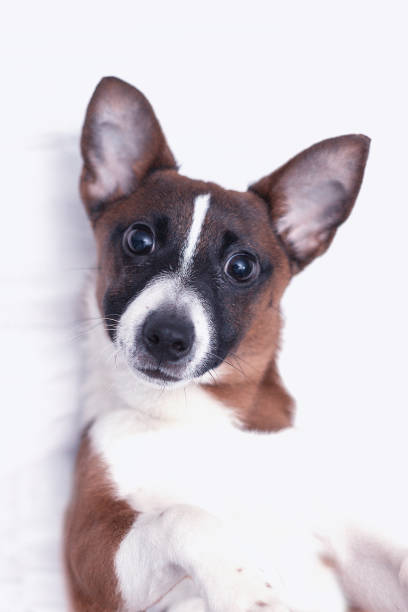 istock Portrait Small Dog Jack Russell Studio 1356993032