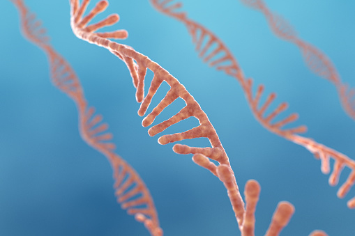 Single strand ribonucleic acid, RNA research