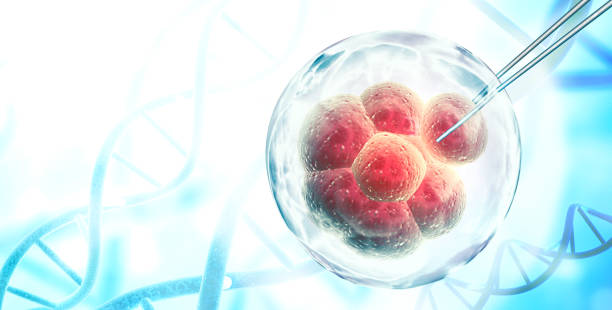 유전 공학, gmo 및 유전자 조작 개념 - embryology 뉴스 사진 이미지