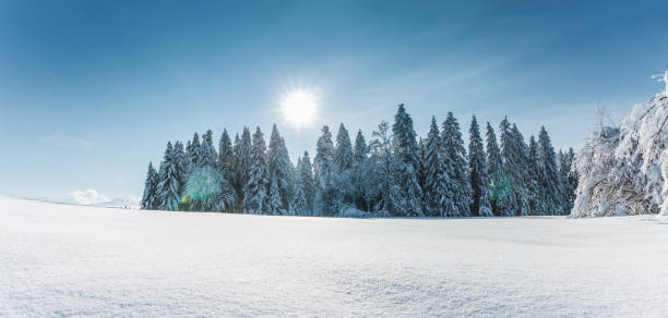 istock Fairytale-like snowy fir forest on a sunny winter's day 1356994491