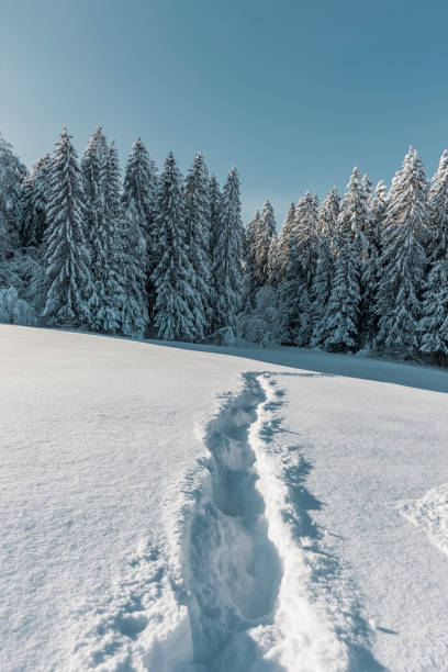 istock Snow-covered footpath to snow-covered fir trees 1356994526