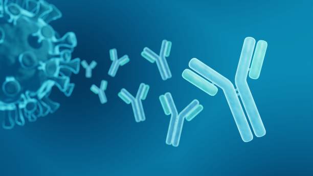 Antibodies Antibodies, Antiviral immune response antigen stock pictures, royalty-free photos & images