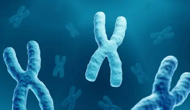 Photo of Chromosomes