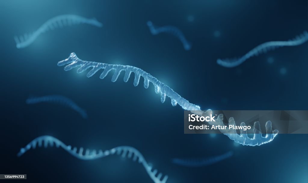 Micro RNA (miRNA) Micro RNA molecule illustration Messenger RNA Stock Photo