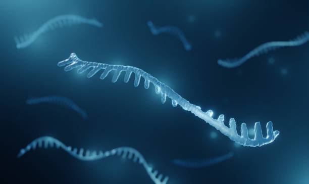 Micro RNA (miRNA) Micro RNA molecule illustration rna stock pictures, royalty-free photos & images