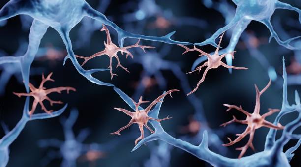 microglia (cellule gliali) - brain cells foto e immagini stock