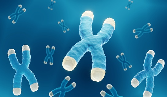 Illustration showing chromosomes with highlighted telomeres