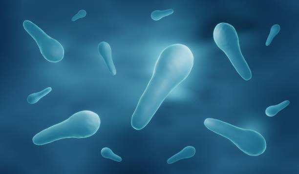 bacterias del tétanos - clostridium fotografías e imágenes de stock
