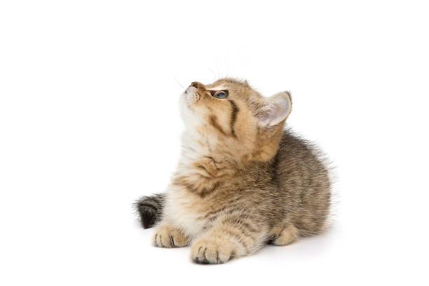 Small striped kitten looks up stock photo