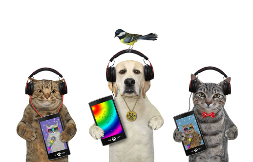 A dog labrador and two cats listen to music together. White background. Isolated.