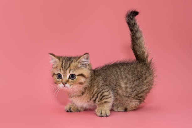 Munchkin Cat Stock Photos, Pictures & Royalty-Free Images - iStock