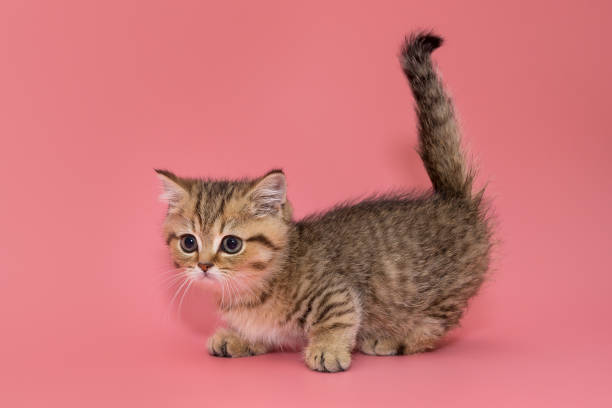 Munchkin Cat Stock Photos, Pictures & Royalty-Free Images - iStock Munchkin Cat Stock Photos, Pictures & Royalty-Free Images - iStock