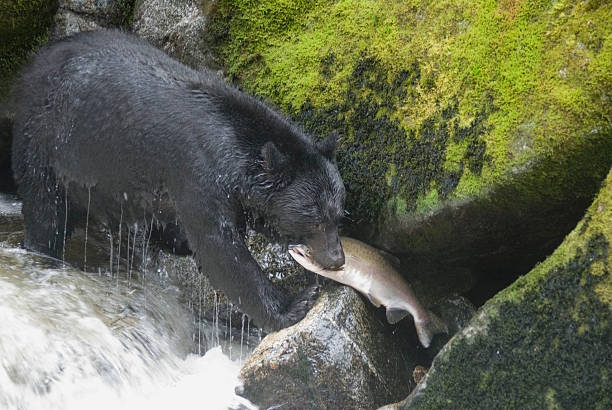 istock Black Bear Fishing 135699839