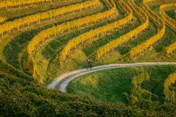 istock Man riding through the vineyards 1356999013