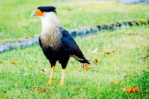 CARCARÁ - BIRD OF PREY